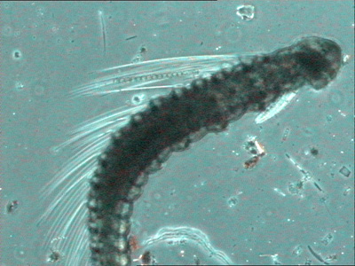larva-poliqueto