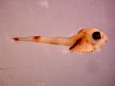 larva-merluza